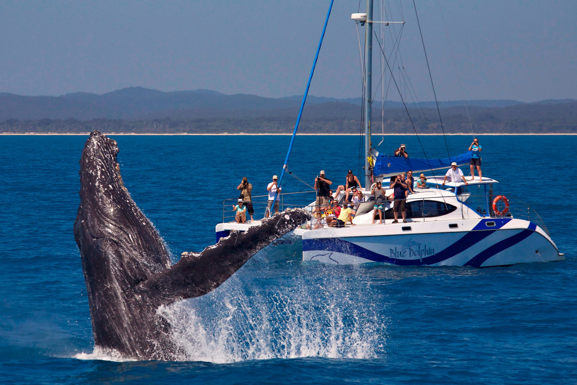 A group of people on a sailing catamaran watching a whale breach from the water nearby.