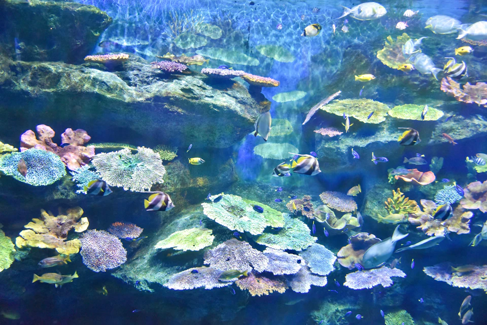 Colorful fish swimming among diverse coral formations in a vibrant underwater scene with rocks and marine life.