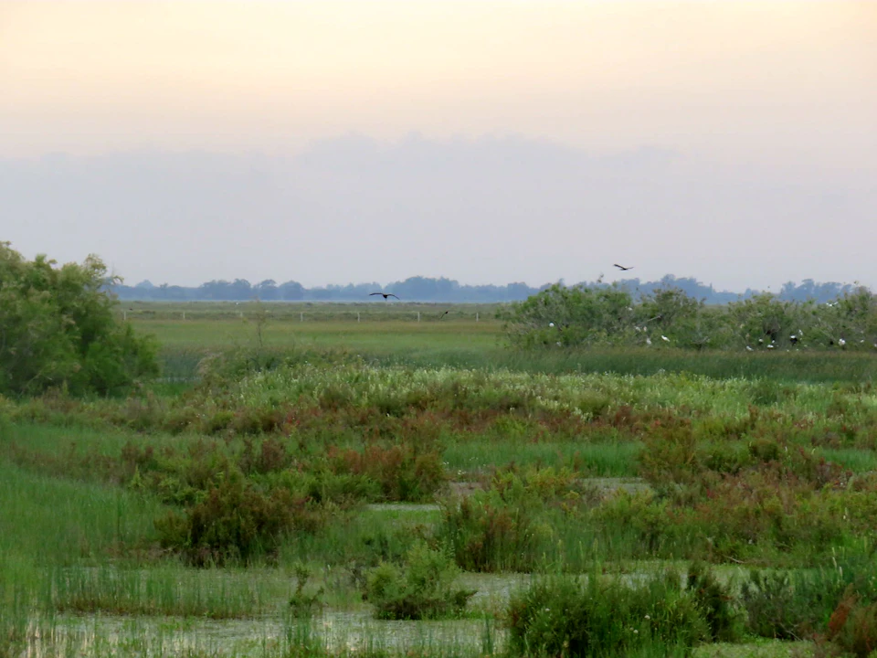 Green marshland with bushes, tall grass, and a distant tree line under a hazy sky. Birds are flying over the vegetation.