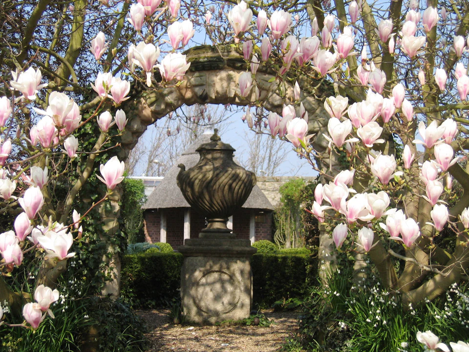 A stone archway framed by blooming pink magnolias, with a decorative urn on a pedestal in a garden setting.