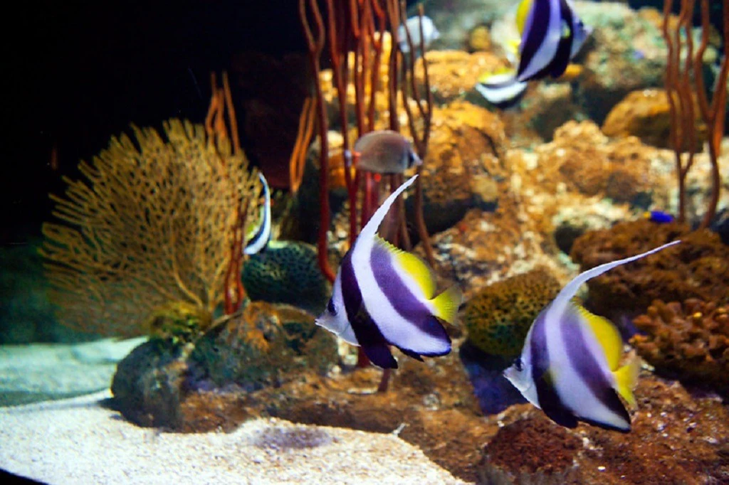 Underwater World Pattaya: Entry Ticket