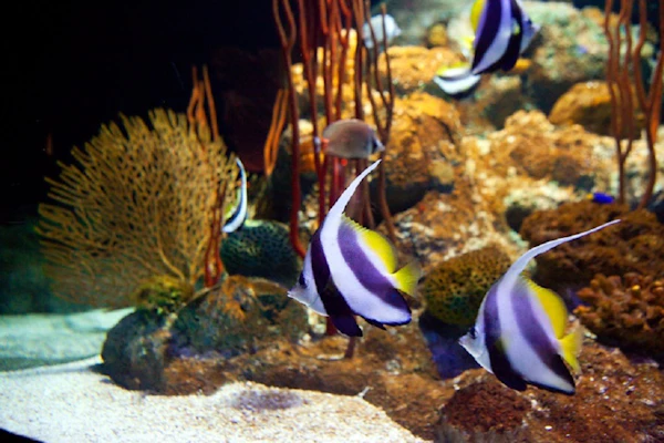 Pattaya Underwater World tickets