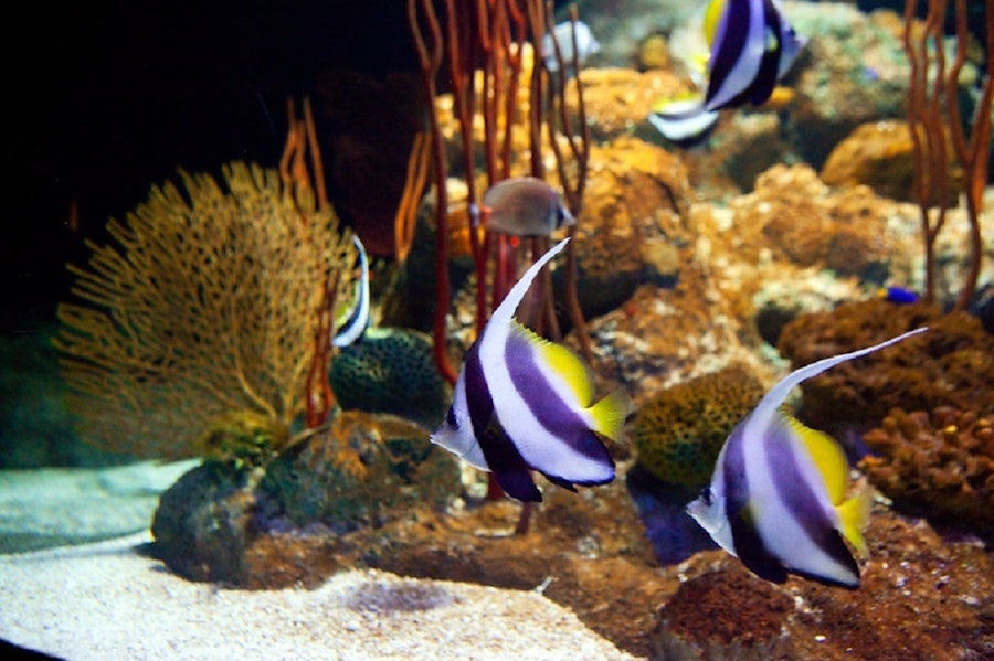 Pattaya Unterwasserwelt Tickets