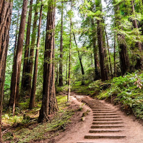 Muir Woods & Sausalito: Morning Tour from San Francisco - Photo 3