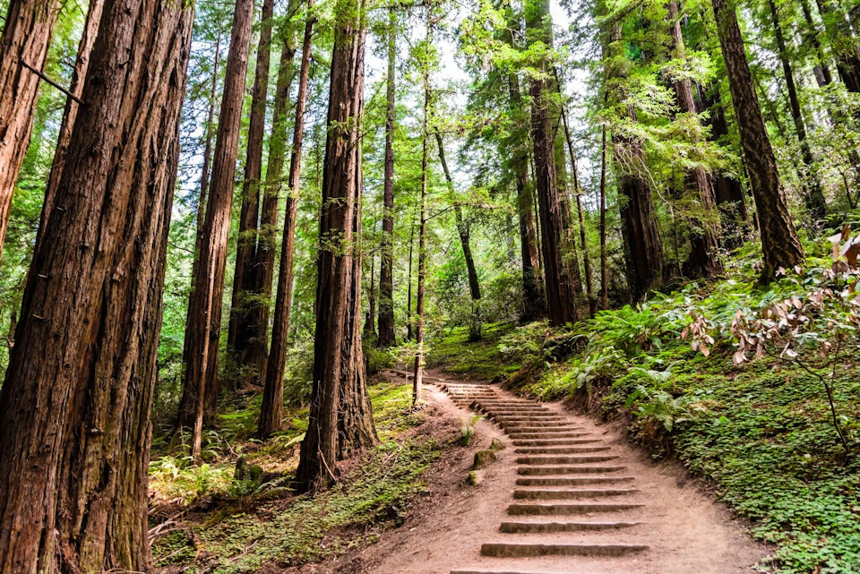 A dirt path with steps winds through a forest of tall, green trees and lush vegetation.