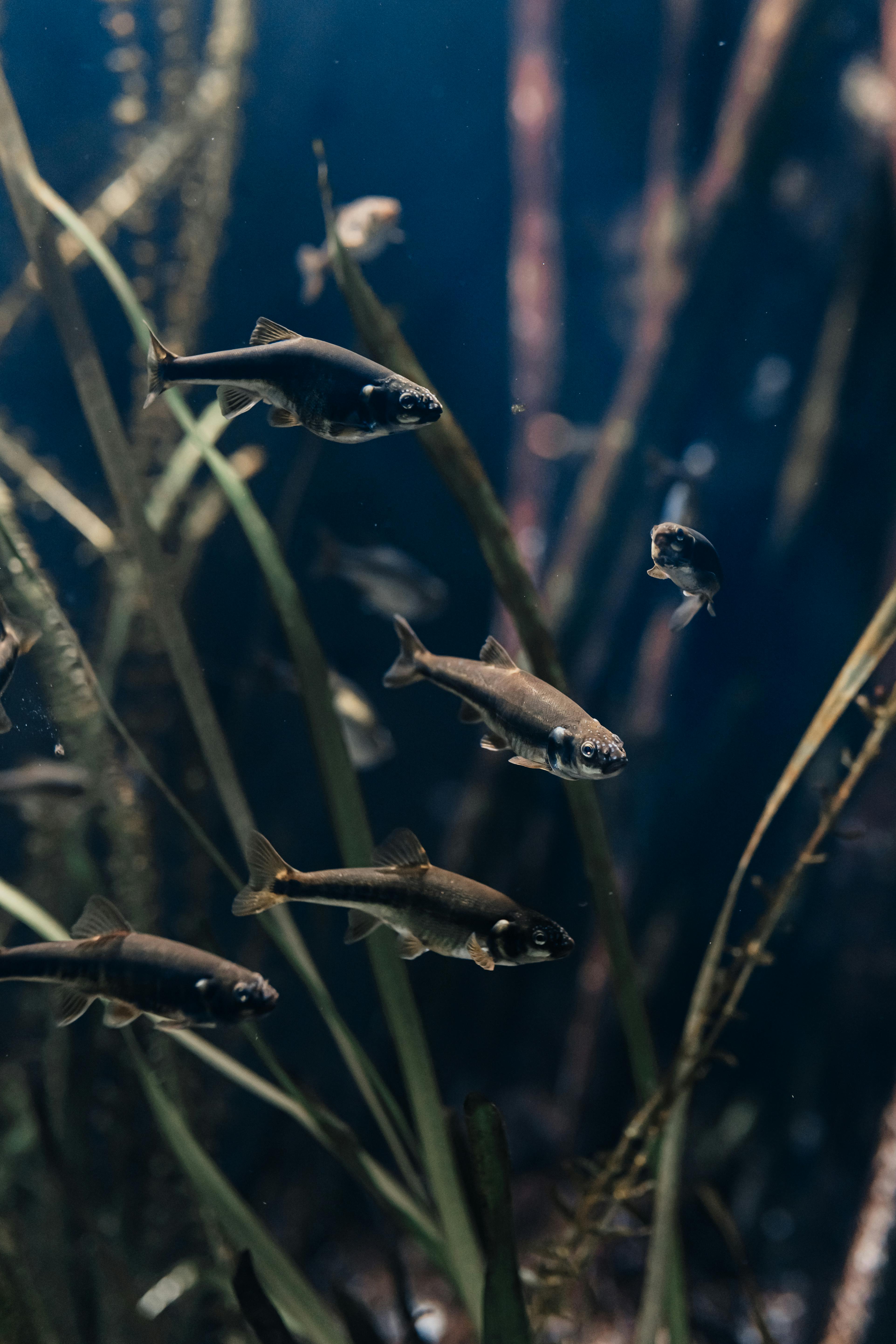 Several small fish swimming among submerged plants in dimly lit, dark water.