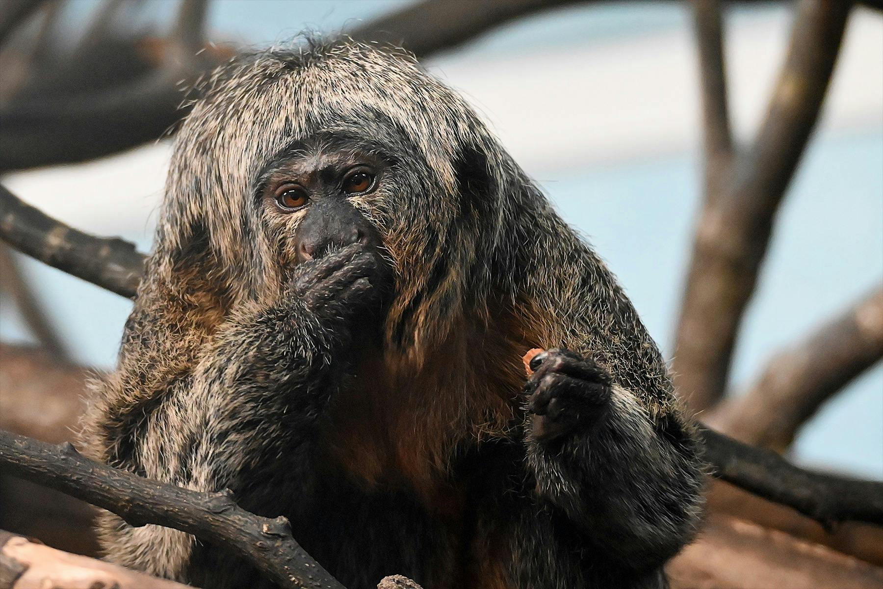 A monkey with gray and black fur holding food and eating while sitting on a branch, against a blurred background.
