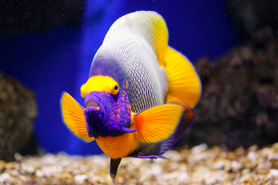 Aquarium ONIRIA