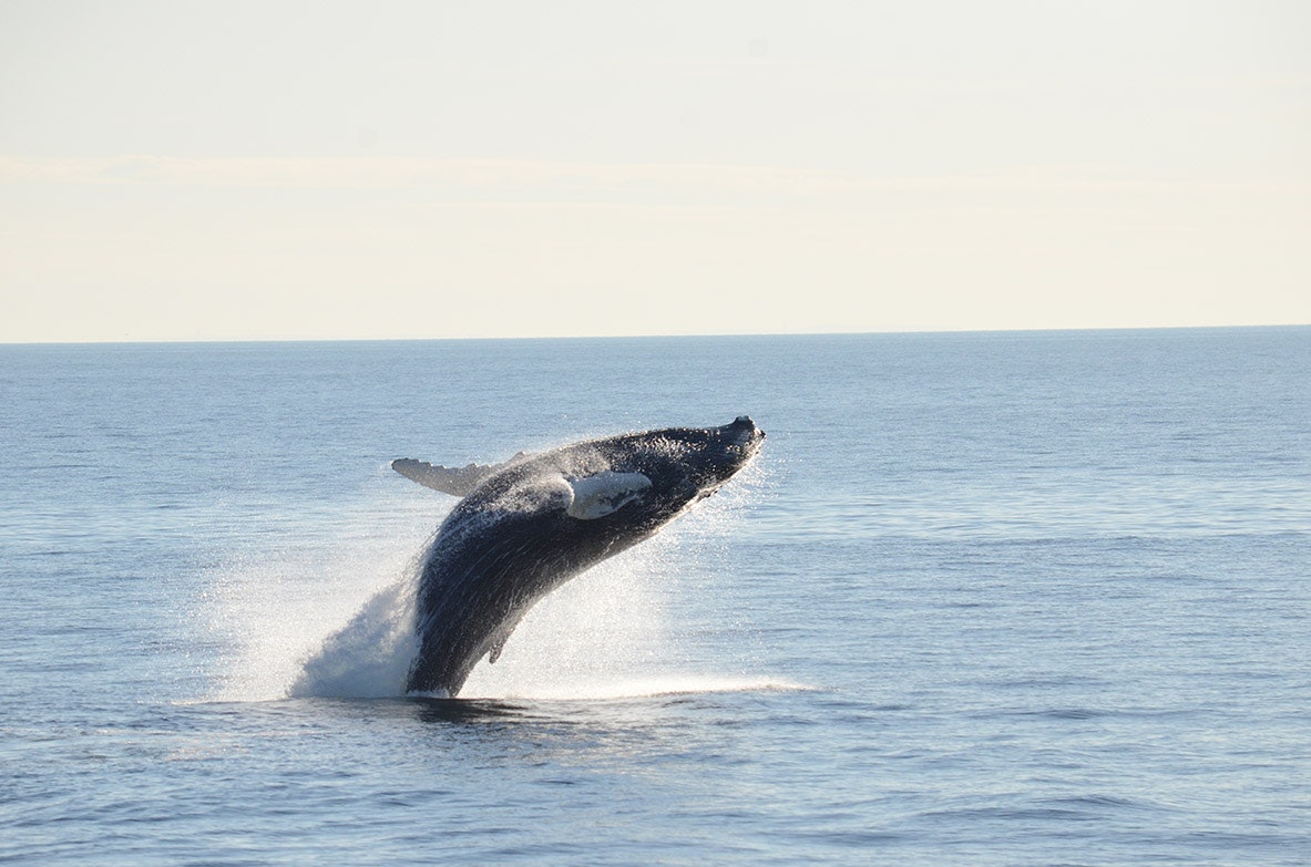 Boston Harbor Whale Watch Cruise