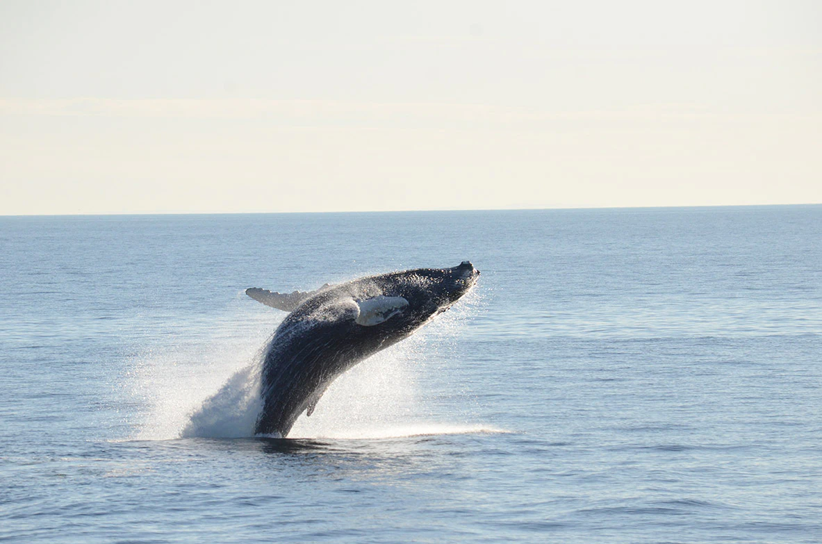 Boston Harbor Whale Watch Cruise