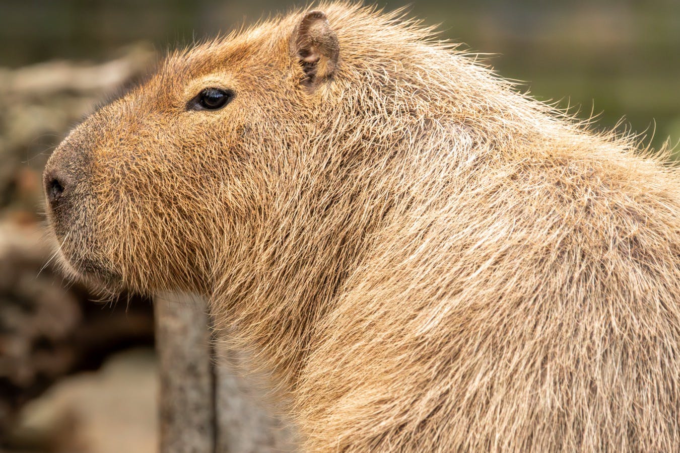 Κοντινό πλάνο του κεφαλιού και του άνω μέρους του σώματος ενός capybara, που δείχνει το καφέ τρίχωμα και το μικρό αυτί του, με θολό φόντο.