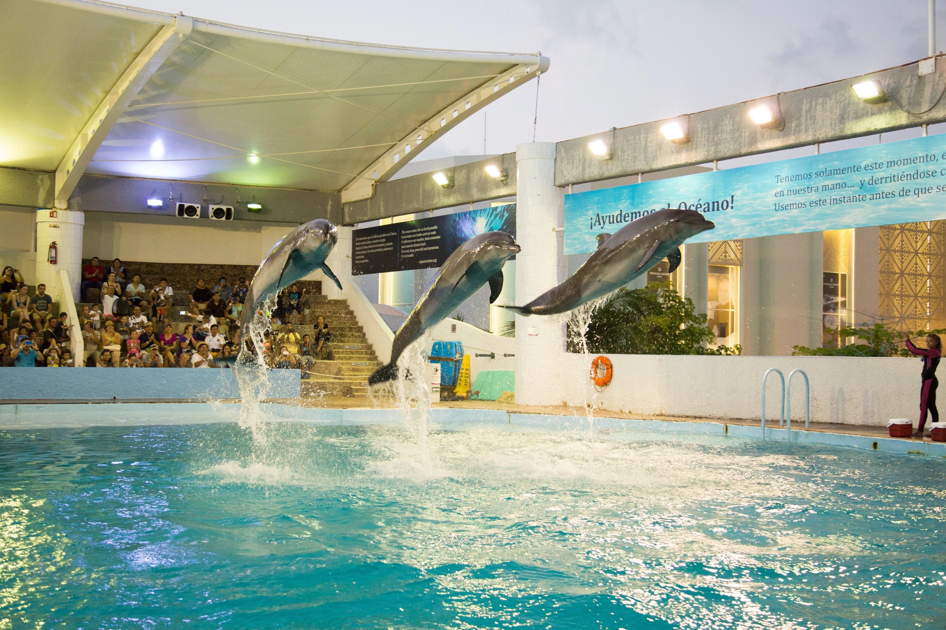 Interactive Aquarium Cancún: Entry Ticket + Dolphin Show