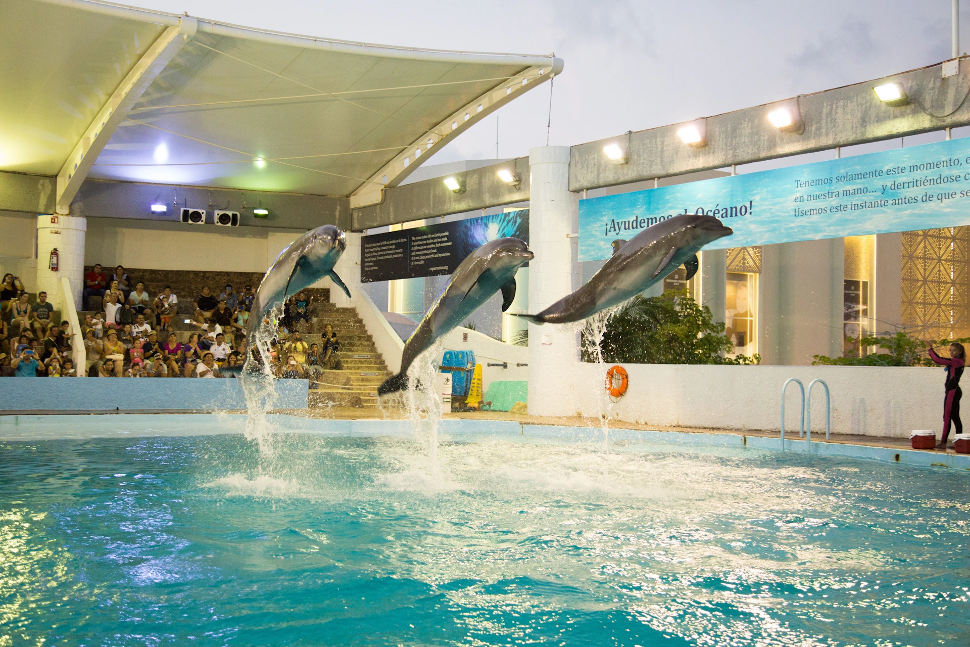 Dolphin presentation