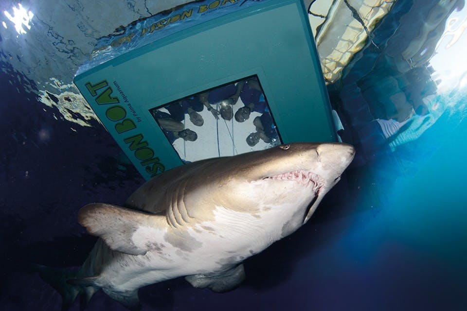 Καρχαρίας τίγρης