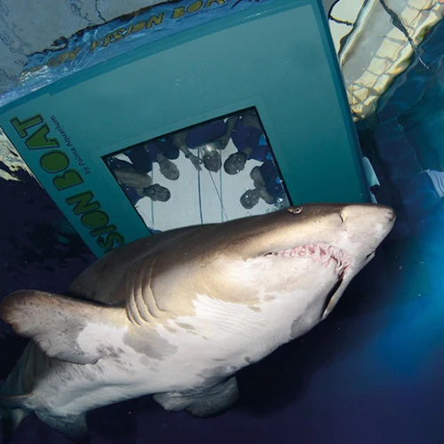 Palma Aquarium: Entrance + Diving with Sharks - Photo 3