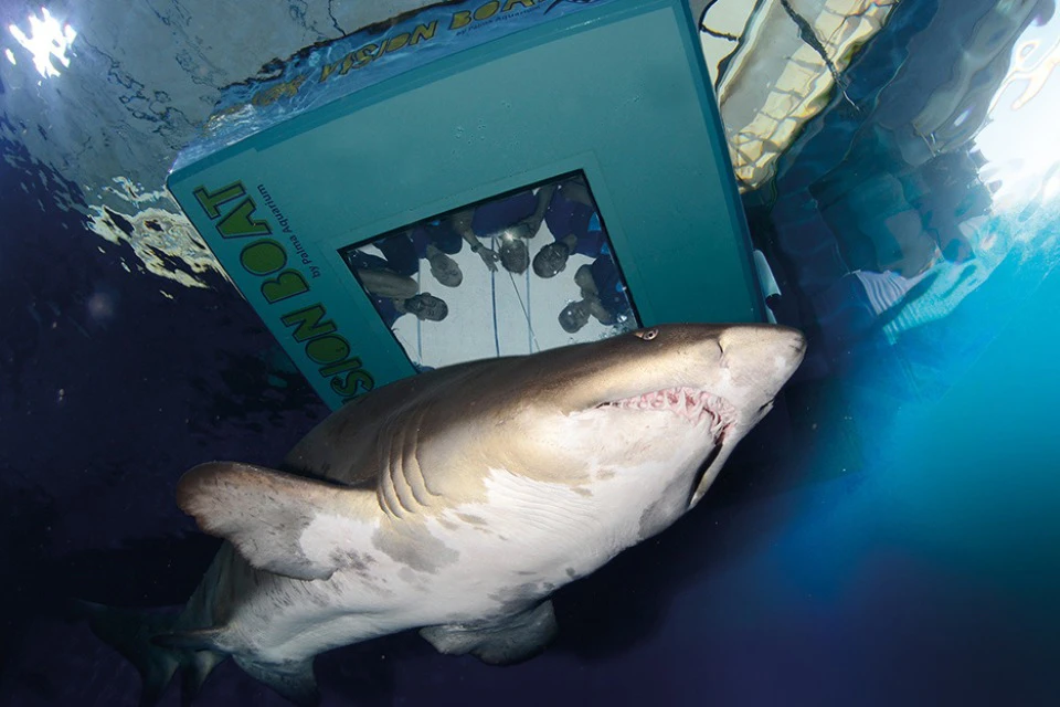 Tiger Shark
