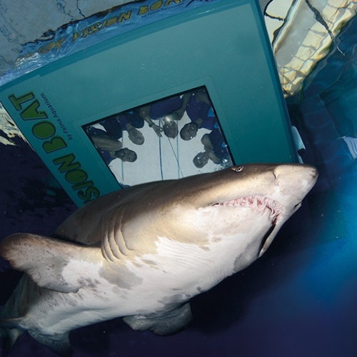Palma Aquarium: Entrada + Inmersión con tiburones
