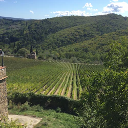 Chianti Region: Day Trip from Florence + Wine Estate Visit 3