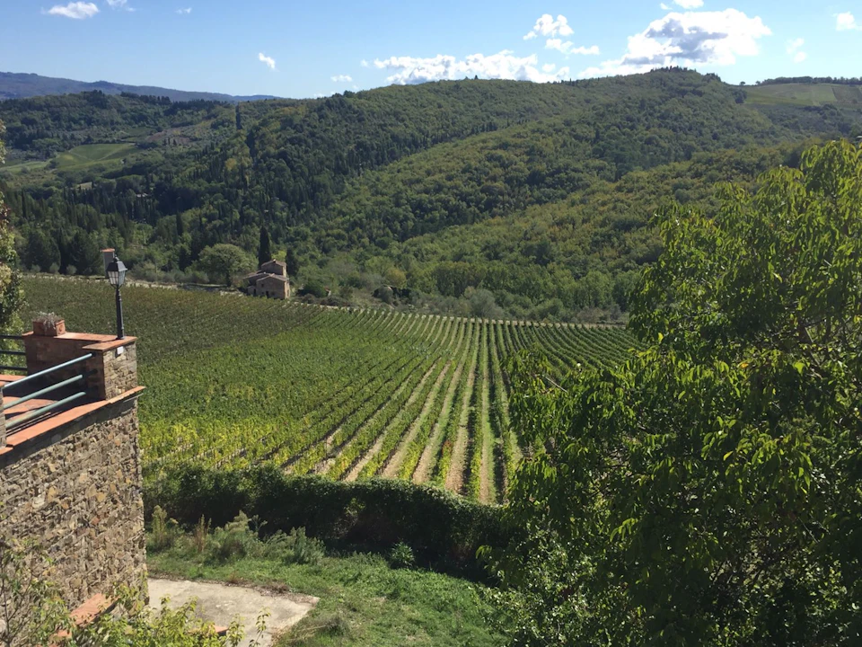 A sprawling vineyard with neat rows of grapevines, a small stone building, lush green hills, and a clear blue sky with clouds.