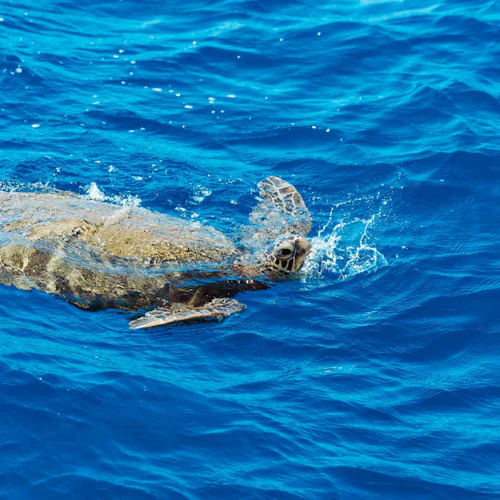Waikiki: Daytime Glass Bottom Boat Tour - Photo 8
