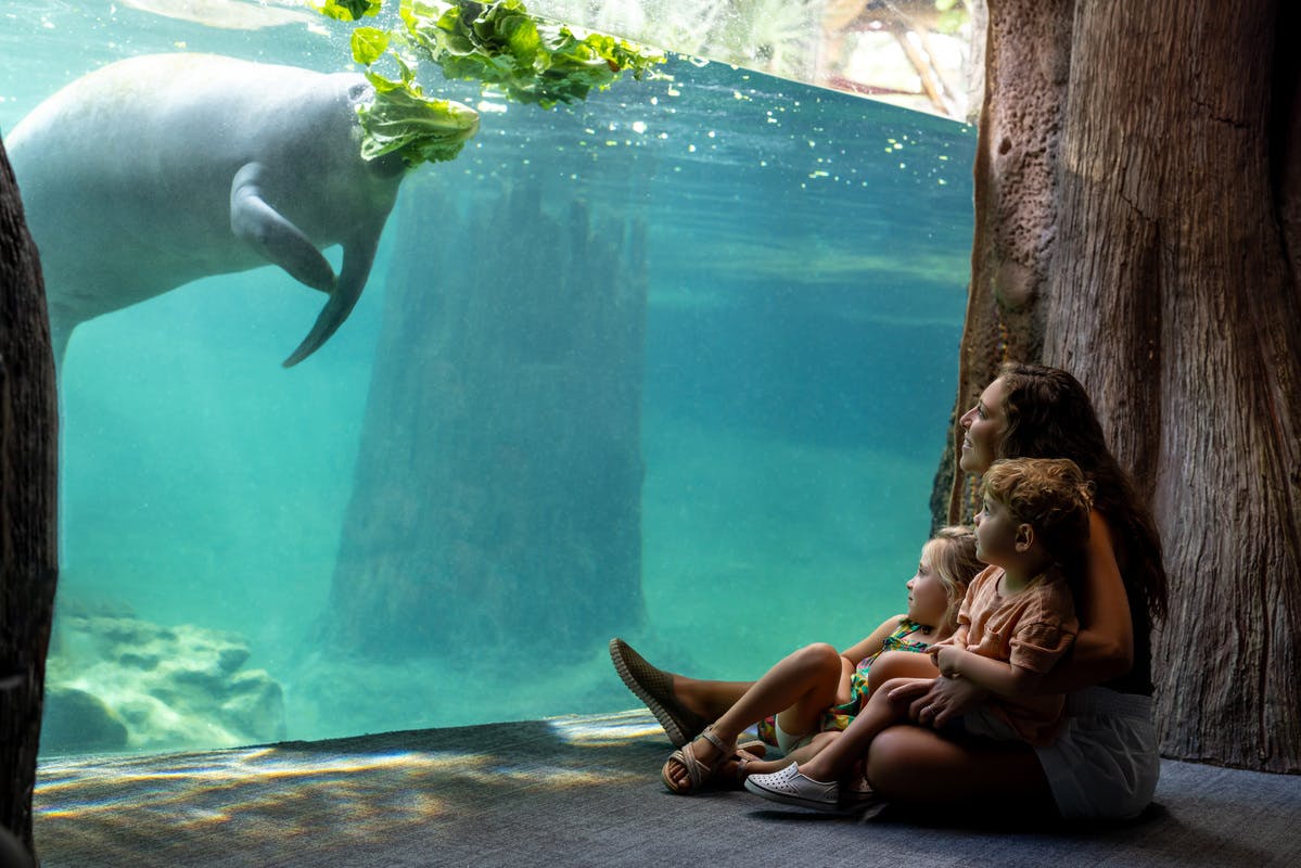 Een gezin zit bij het raam van een aquarium en kijkt naar een zeekoe die in een bassin met helder water rondzwemt en sla eet.