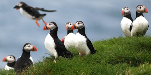 Puffin watching