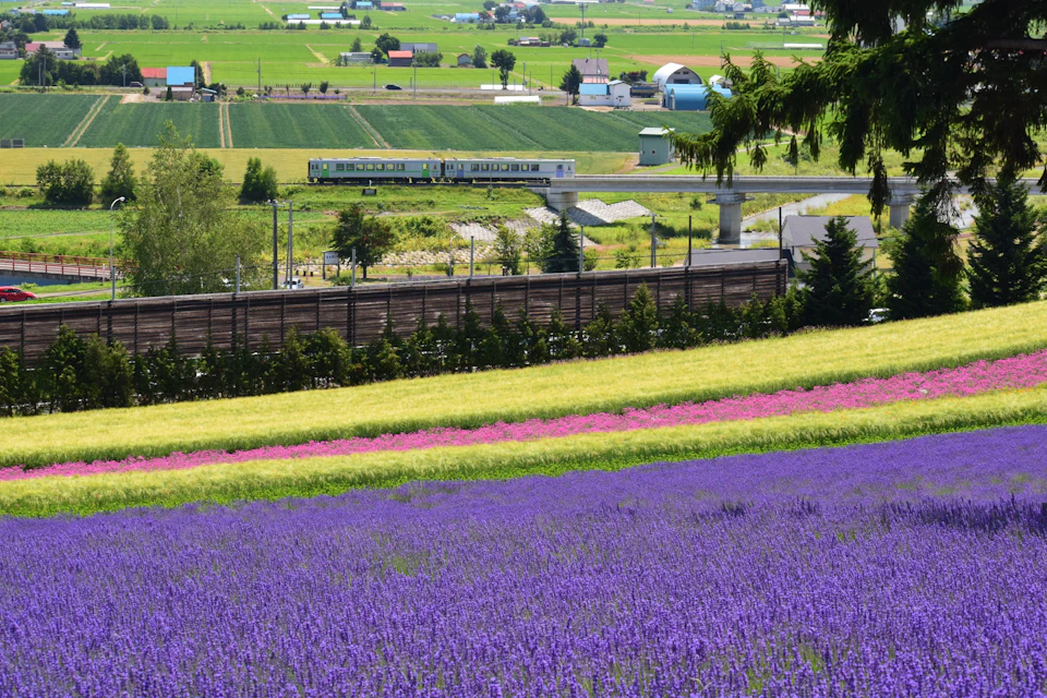 A scenic view of a colorful field with purple, pink, and yellow rows, a train passing in the background, and a rural landscape.