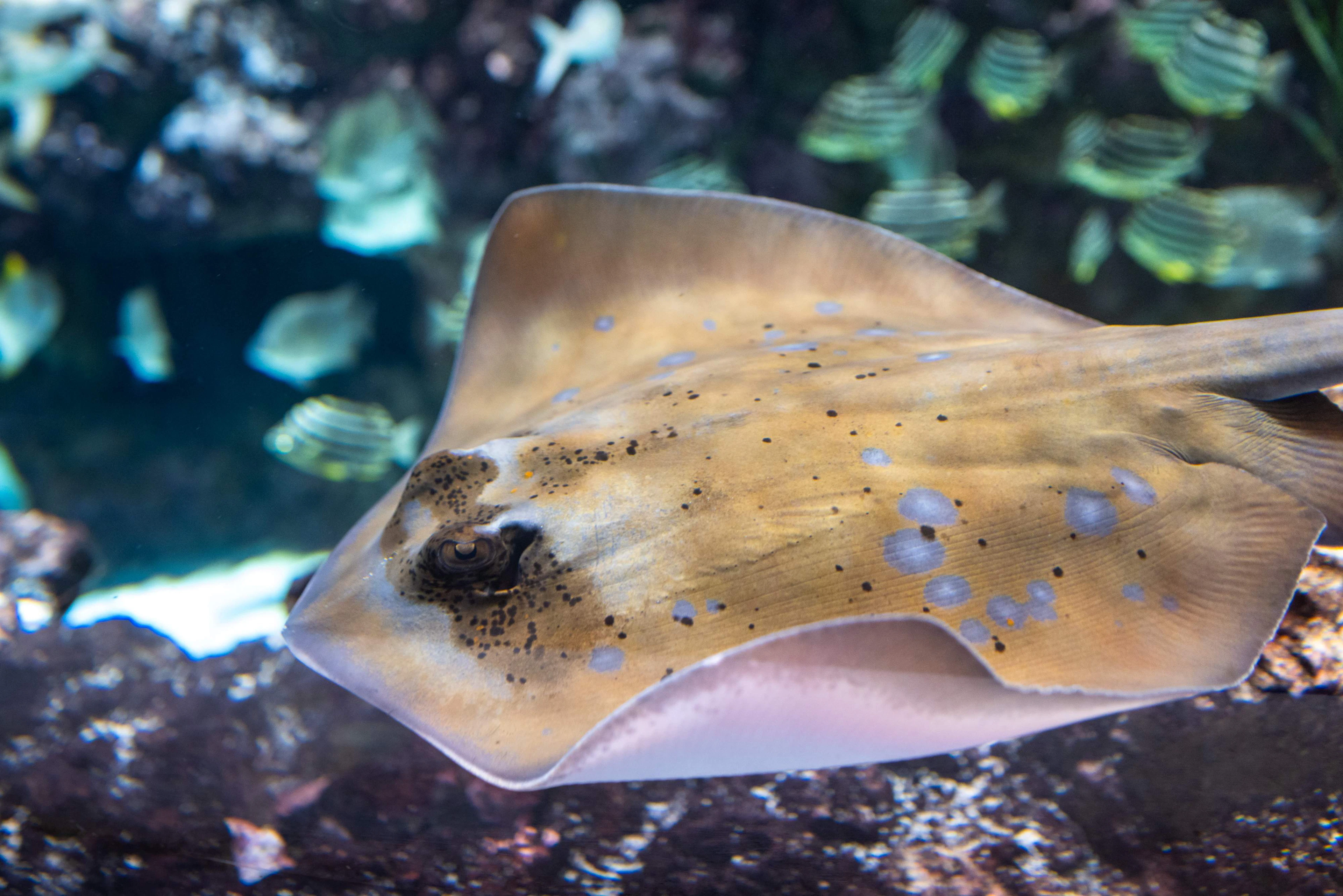 Seattle Aquarium Tickets