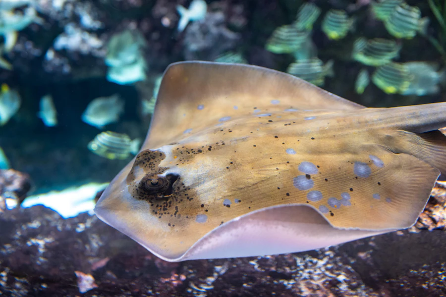 Seattle Aquarium Tickets