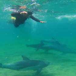 Dolphin Discovery Centre Bunbury: Swimming with Dolphins Tour