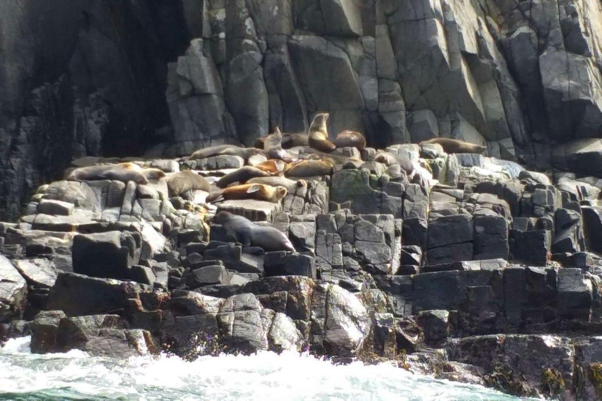 A group of sea lions resting on rocky cliffs near the ocean.