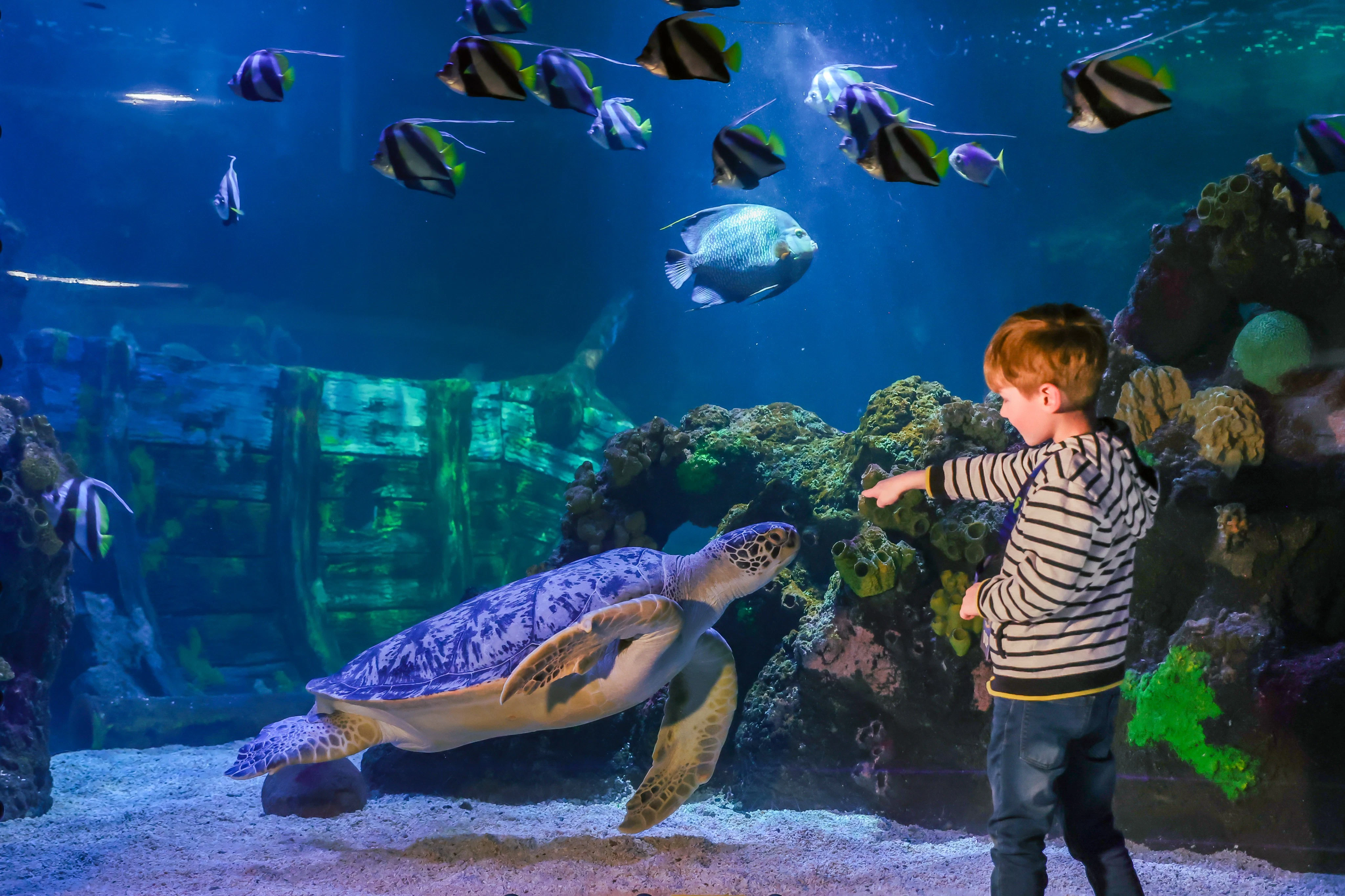 SEA LIFE Timmendorfer Strand: Entry Ticket
