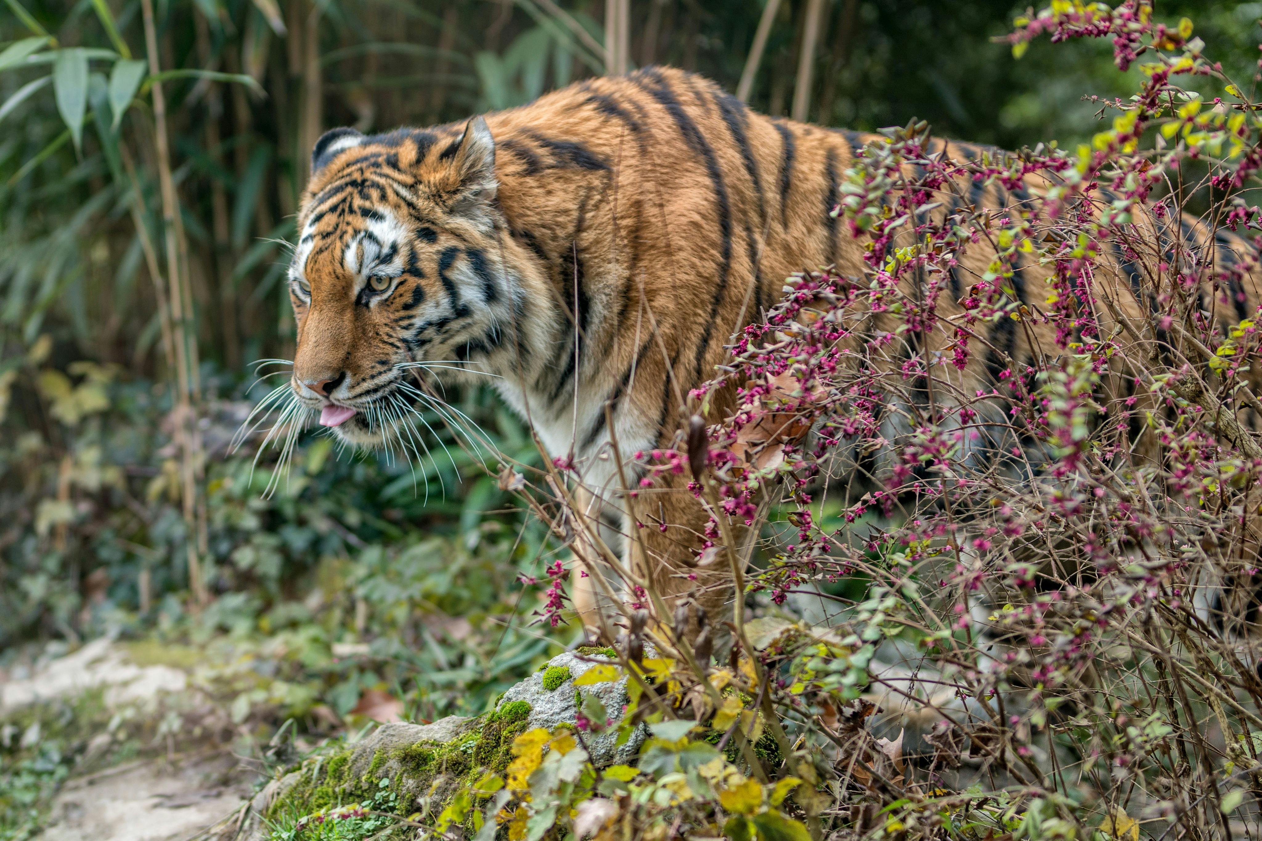 自然野生动物园