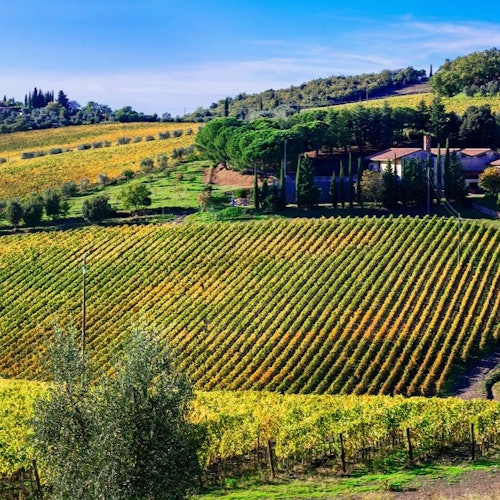 De Siena a Montalcino: Tour del vino Brunello
