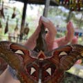 Tabanan Bali Butterfly Park