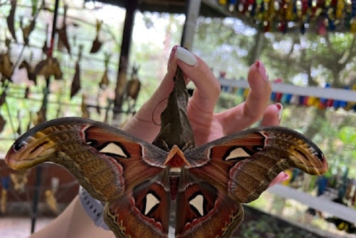Bali Butterfly Park Tabanan
