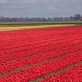 Traditional red tulips