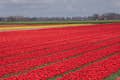 Tulipes rouges traditionnelles