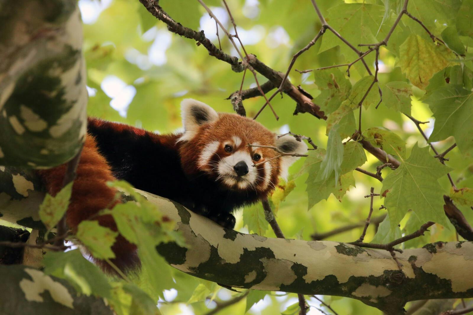 ARTIS Amsterdam Royal Zoo: Indgangsbillet