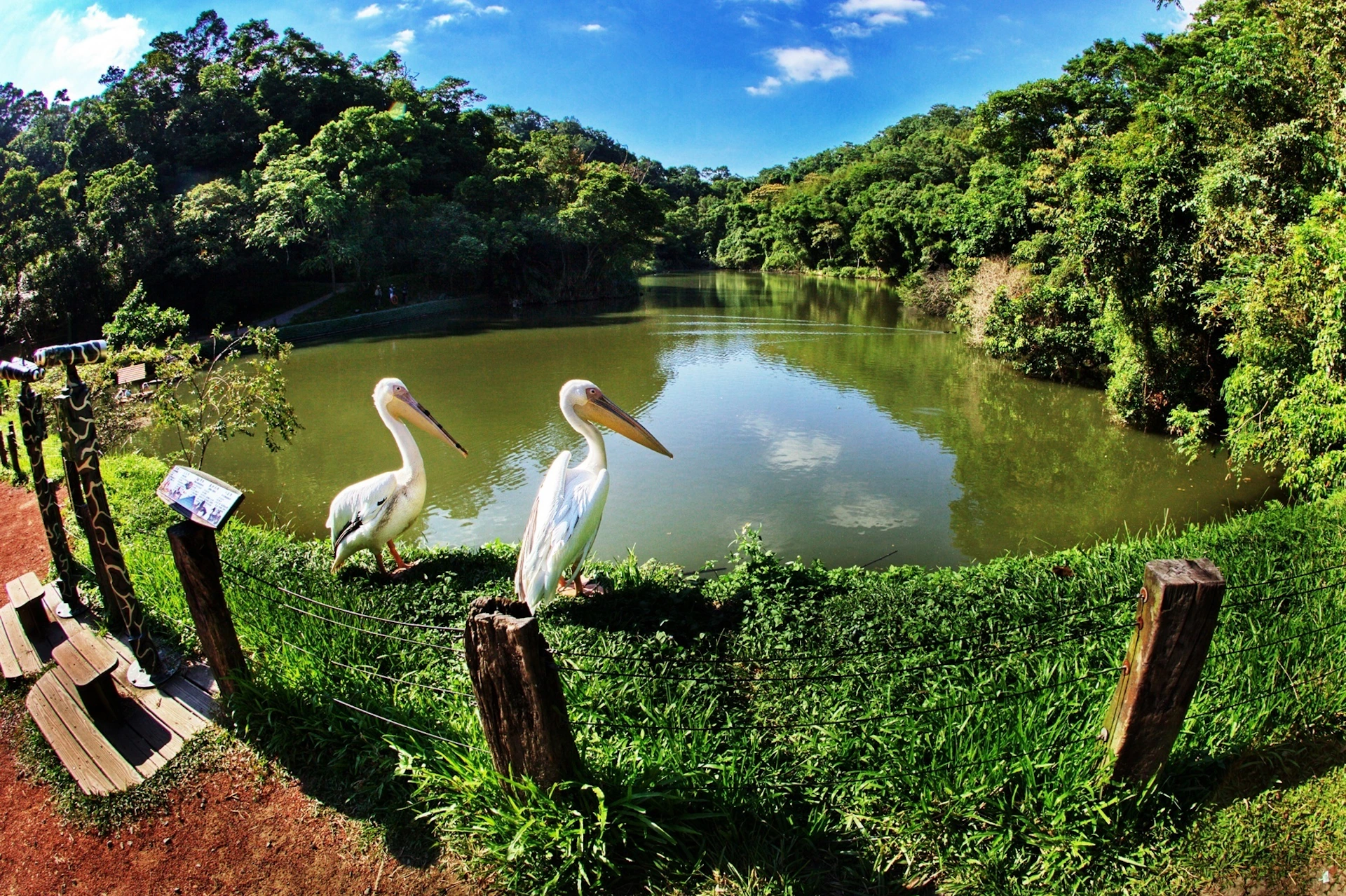 Two pelicans standing on a grassy area near a calm pond surrounded by lush green trees under a bright blue sky.