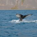Bultrug walvis die een duik neemt in Bíldudalur