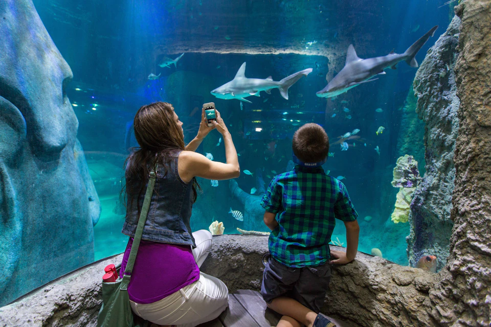 A woman and a child observe sharks swimming in an aquarium tank. The woman is taking a photo with her phone.