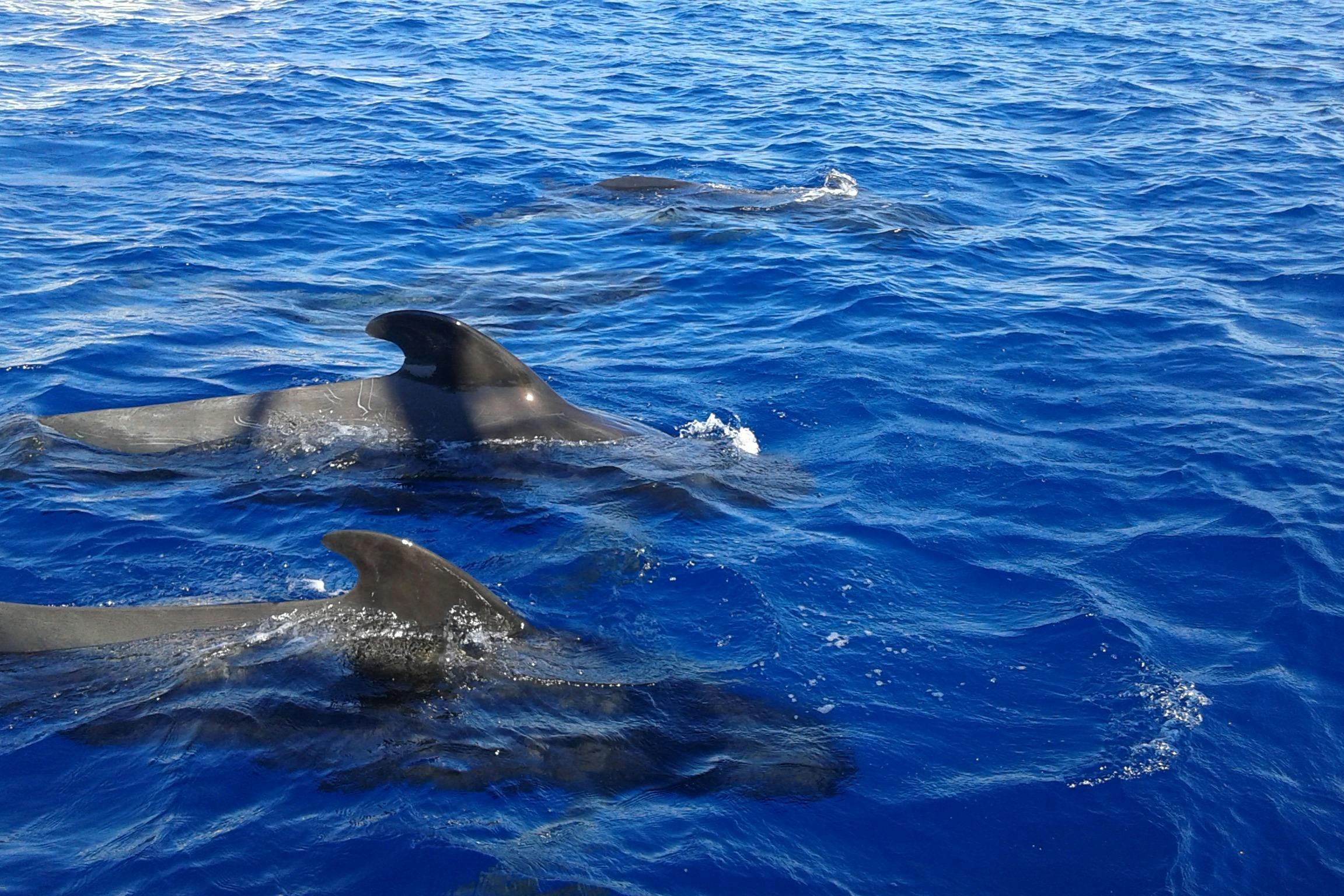 パイロットクジラ