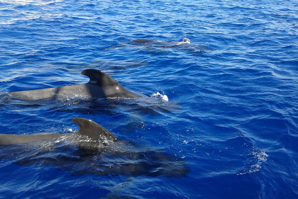 Pilot whales