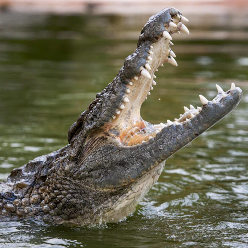 Parque dos Crocodilos de Dubai: bilhete de entrada - Photo 5