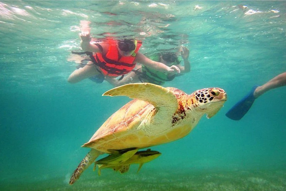 Swimming with turtles