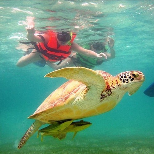 Tulum City and Mayan Ruins & Swimming with Turtles: Day Trip from Riviera Maya