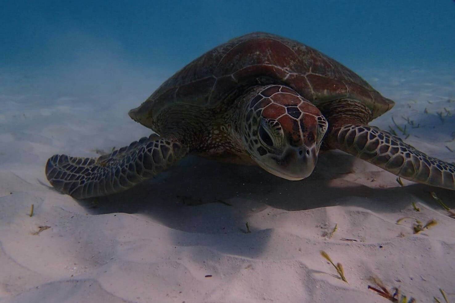 Κατά την κολύμβηση με αναπνευστήρα, μπορεί να συναντήσετε θαλάσσιες χελώνες που κολυμπούν με χάρη.
