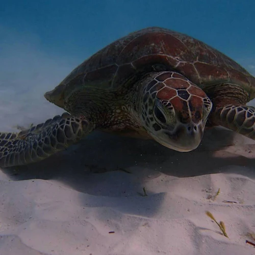 Similan Islands: Luxury Speed Catamaran Tour from Phuket - Photo 9