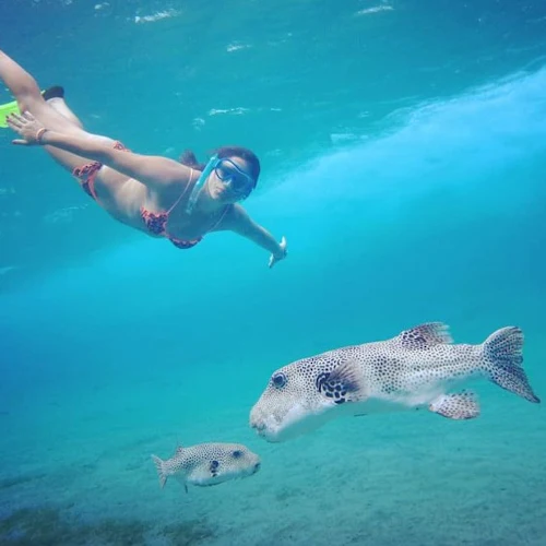 Marsa Mubarak: Snorkeling with Dugong and Sea Turtles - Photo 7